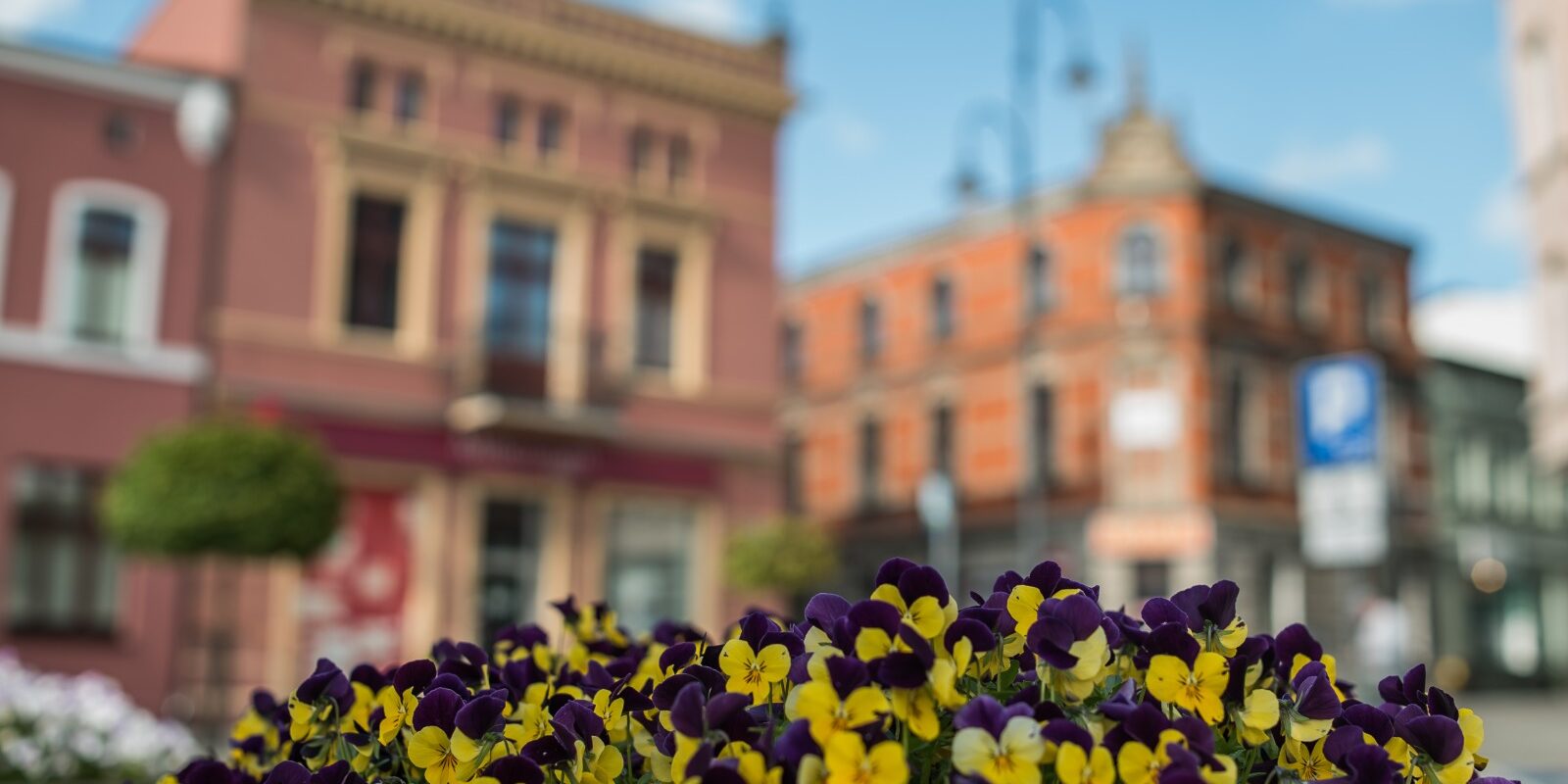 Zdjęcie kwiatów na tle kamienicy w Wąbrzeźnie