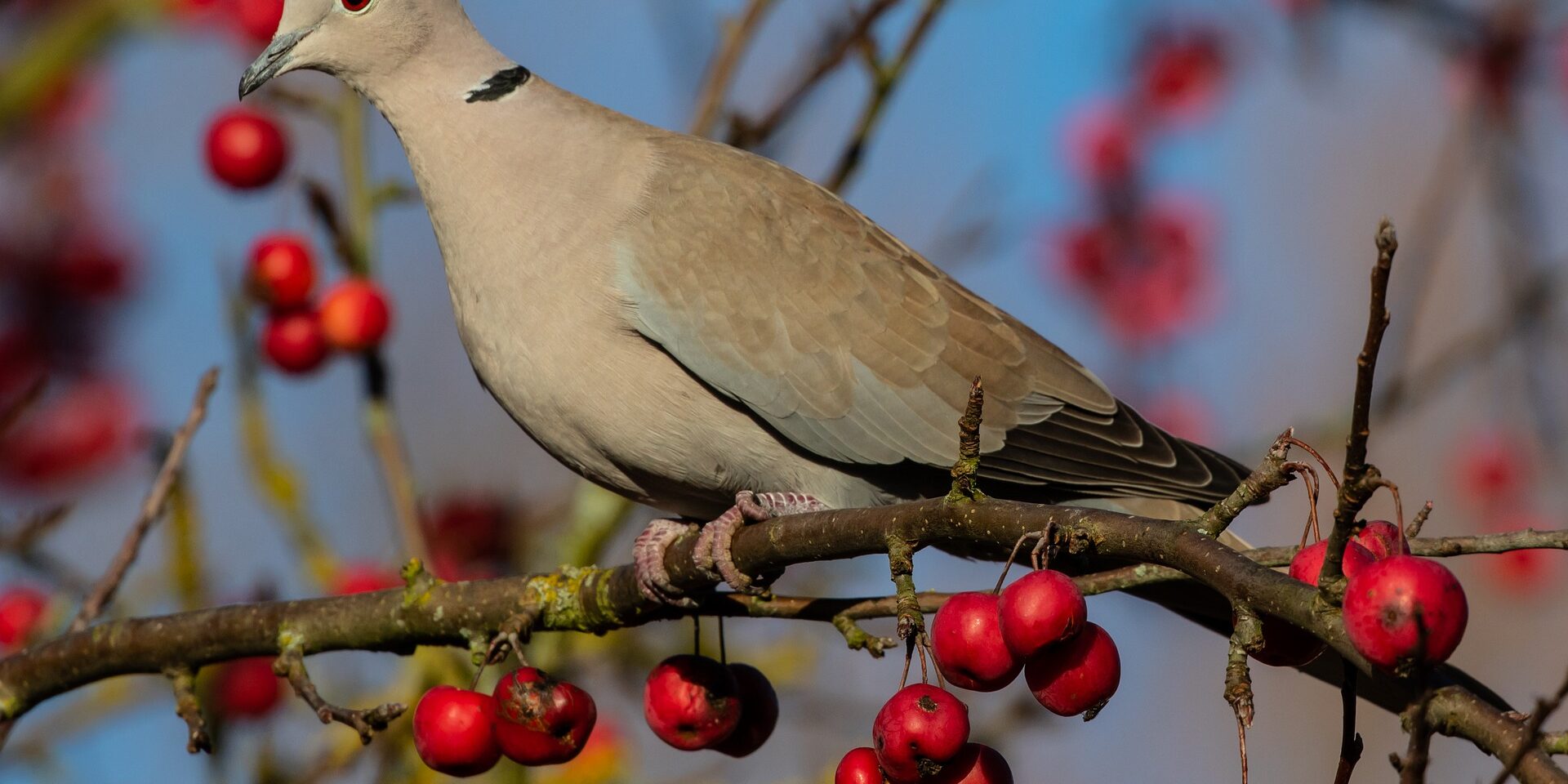 collared-dove-4778198_1920 Zdjęcie ptaka na gałęzi