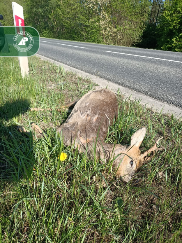 potrącenie zwierzęcia